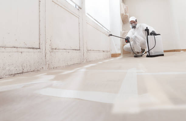 Black mold remediation team in Cheltenham